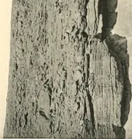 An illustration from Debod bis Bab Kalabsche (1911)