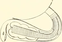 An illustration from Debod bis Bab Kalabsche (1911)