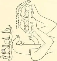 An illustration from Debod bis Bab Kalabsche (1911)