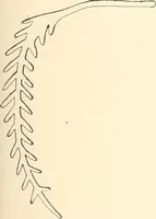 An illustration from Debod bis Bab Kalabsche (1911)