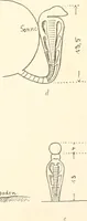 An illustration from Debod bis Bab Kalabsche (1911)