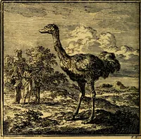 An illustration from De Bykorf des Gemoeds : Honing zaamelende uit allerley Bloemen (1711)
