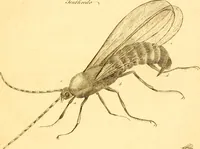 An illustration from A decade of curious insects : some of them not describ'd before, shewn in their natural size, and as they appear enlarg'd before the Lucernal microscope, in which the solar apparatus is artificially illuminated : With their history, characters, manners, and places of abode, on ten quarto plates, and their explanations : drawn and engraved from nature (1773)