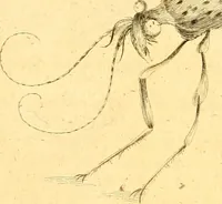 An illustration from A decade of curious insects : some of them not describ'd before, shewn in their natural size, and as they appear enlarg'd before the Lucernal microscope, in which the solar apparatus is artificially illuminated : With their history, characters, manners, and places of abode, on ten quarto plates, and their explanations : drawn and engraved from nature (1773)