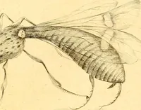 An illustration from A decade of curious insects : some of them not describ'd before, shewn in their natural size, and as they appear enlarg'd before the Lucernal microscope, in which the solar apparatus is artificially illuminated : With their history, characters, manners, and places of abode, on ten quarto plates, and their explanations : drawn and engraved from nature (1773)
