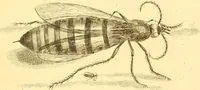 An illustration from A decade of curious insects : some of them not describ'd before, shewn in their natural size, and as they appear enlarg'd before the Lucernal microscope, in which the solar apparatus is artificially illuminated : With their history, characters, manners, and places of abode, on ten quarto plates, and their explanations : drawn and engraved from nature (1773)