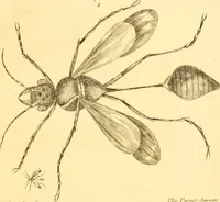 An illustration from A decade of curious insects : some of them not describ'd before, shewn in their natural size, and as they appear enlarg'd before the Lucernal microscope, in which the solar apparatus is artificially illuminated : With their history, characters, manners, and places of abode, on ten quarto plates, and their explanations : drawn and engraved from nature (1773)