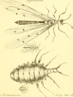 An illustration from A decade of curious insects : some of them not describ'd before, shewn in their natural size, and as they appear enlarg'd before the Lucernal microscope, in which the solar apparatus is artificially illuminated : With their history, characters, manners, and places of abode, on ten quarto plates, and their explanations : drawn and engraved from nature (1773)