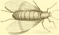 An illustration from A decade of curious insects : some of them not describ'd before, shewn in their natural size, and as they appear enlarg'd before the Lucernal microscope, in which the solar apparatus is artificially illuminated : With their history, characters, manners, and places of abode, on ten quarto plates, and their explanations : drawn and engraved from nature (1773)