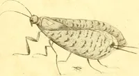 An illustration from A decade of curious insects : some of them not describ'd before, shewn in their natural size, and as they appear enlarg'd before the Lucernal microscope, in which the solar apparatus is artificially illuminated : With their history, characters, manners, and places of abode, on ten quarto plates, and their explanations : drawn and engraved from nature (1773)
