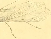 An illustration from A decade of curious insects : some of them not describ'd before, shewn in their natural size, and as they appear enlarg'd before the Lucernal microscope, in which the solar apparatus is artificially illuminated : With their history, characters, manners, and places of abode, on ten quarto plates, and their explanations : drawn and engraved from nature (1773)