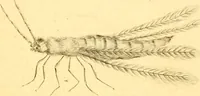 An illustration from A decade of curious insects : some of them not describ'd before, shewn in their natural size, and as they appear enlarg'd before the Lucernal microscope, in which the solar apparatus is artificially illuminated : With their history, characters, manners, and places of abode, on ten quarto plates, and their explanations : drawn and engraved from nature (1773)