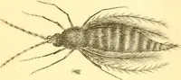 An illustration from A decade of curious insects : some of them not describ'd before, shewn in their natural size, and as they appear enlarg'd before the Lucernal microscope, in which the solar apparatus is artificially illuminated : With their history, characters, manners, and places of abode, on ten quarto plates, and their explanations : drawn and engraved from nature (1773)