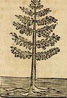 Picture 258 of 270 from Declaracion magistral sobre las emblemas de Andres Alciato con todas las historias, antiguedades, moralidad y doctrina tocante a las buenas costumbres (1615), leaf 943