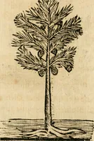 Picture 259 of 270 from Declaracion magistral sobre las emblemas de Andres Alciato con todas las historias, antiguedades, moralidad y doctrina tocante a las buenas costumbres (1615), leaf 944