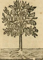 Picture 264 of 270 from Declaracion magistral sobre las emblemas de Andres Alciato con todas las historias, antiguedades, moralidad y doctrina tocante a las buenas costumbres (1615), leaf 952