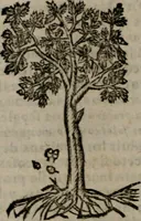 An illustration from Declaracion magistral sobre las Emblemas de Andres Alciato : con todas las historias, antiguedades, moralidad, y doctrina, tocante a las buenas costumbres : dedicadas a la muy noble insigne, leal, y coronada ciudad de Valencia (1670)