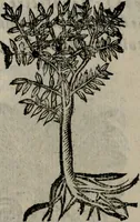 An illustration from Declaracion magistral sobre las Emblemas de Andres Alciato : con todas las historias, antiguedades, moralidad, y doctrina, tocante a las buenas costumbres : dedicadas a la muy noble insigne, leal, y coronada ciudad de Valencia (1670)