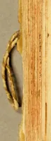 Picture 10 of 12 from De contemptu omnium vanitatum huius mundi (1700), leaf 152