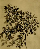 An illustration from Decorative elements in architecture; random observations on the eternal fitness of things from a decorative point of view (1917)