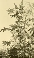 An illustration from Decorative textiles; an illustrated book on coverings for furniture, walls and floors, including damasks, brocades and velvets, tapestries, laces, embroideries, chintzes, cretones, drapery and furniture trimmings, wall papers, carpets and rugs, tooled and illuminated leathers (1918)