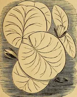 An illustration from The Decorator's assistant (1847)