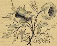 Picture 91 of 489 from The Decorator's assistant (1847), leaf 171