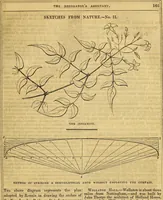 Picture 109 of 489 from The Decorator's assistant (1847), leaf 208