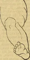 Picture 148 of 489 from The Decorator's assistant (1847), leaf 308