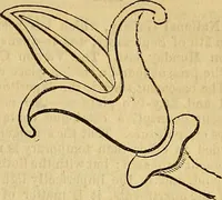Picture 181 of 489 from The Decorator's assistant (1847), leaf 354