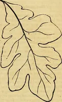 Picture 199 of 489 from The Decorator's assistant (1847), leaf 378
