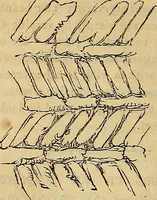 Picture 230 of 489 from The Decorator's assistant (1847), leaf 425