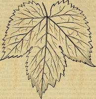 Picture 267 of 489 from The Decorator's assistant (1847), leaf 485