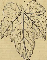 Picture 268 of 489 from The Decorator's assistant (1847), leaf 485