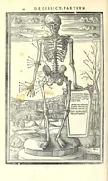 Picture 9 of 47 from De dissectione partium corporis humani libri tres (1545), leaf 128