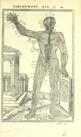 Picture 10 of 47 from De dissectione partium corporis humani libri tres (1545), leaf 129