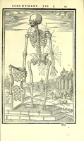 Picture 11 of 47 from De dissectione partium corporis humani libri tres (1545), leaf 145