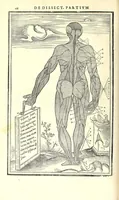 Picture 12 of 47 from De dissectione partium corporis humani libri tres (1545), leaf 146