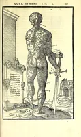 Picture 14 of 47 from De dissectione partium corporis humani libri tres (1545), leaf 165