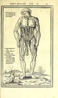 Picture 15 of 47 from De dissectione partium corporis humani libri tres (1545), leaf 197