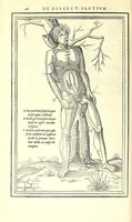 Picture 16 of 47 from De dissectione partium corporis humani libri tres (1545), leaf 200