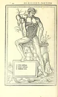 Picture 17 of 47 from De dissectione partium corporis humani libri tres (1545), leaf 204
