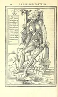 Picture 19 of 47 from De dissectione partium corporis humani libri tres (1545), leaf 228