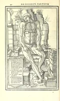 Picture 21 of 47 from De dissectione partium corporis humani libri tres (1545), leaf 242
