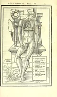 Picture 22 of 47 from De dissectione partium corporis humani libri tres (1545), leaf 245