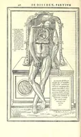 Picture 23 of 47 from De dissectione partium corporis humani libri tres (1545), leaf 250