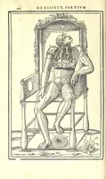 Picture 24 of 47 from De dissectione partium corporis humani libri tres (1545), leaf 256