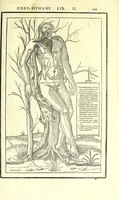Picture 25 of 47 from De dissectione partium corporis humani libri tres (1545), leaf 261
