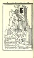 Picture 26 of 47 from De dissectione partium corporis humani libri tres (1545), leaf 262