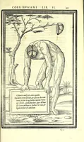 Picture 28 of 47 from De dissectione partium corporis humani libri tres (1545), leaf 269